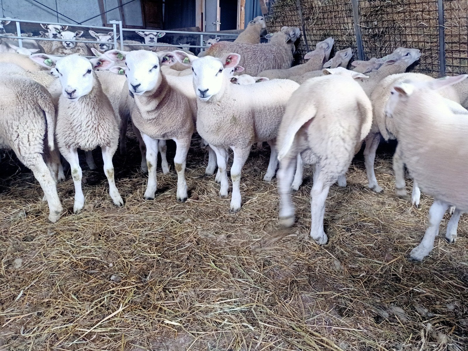 Swifter lammeren. Weilammeren., Meerdere dieren, Schaap