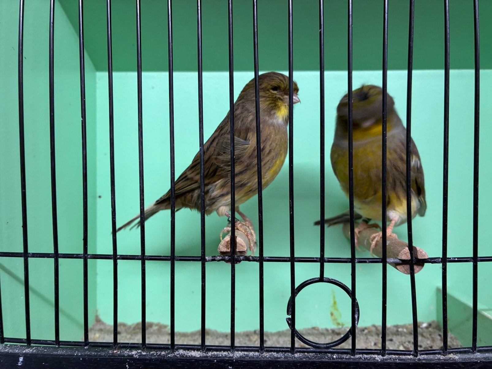 Koppel gloster kanarie, Meerdere dieren