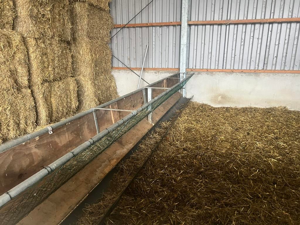 Voerhek/hooiruif schapen, Meerdere dieren, Schaap