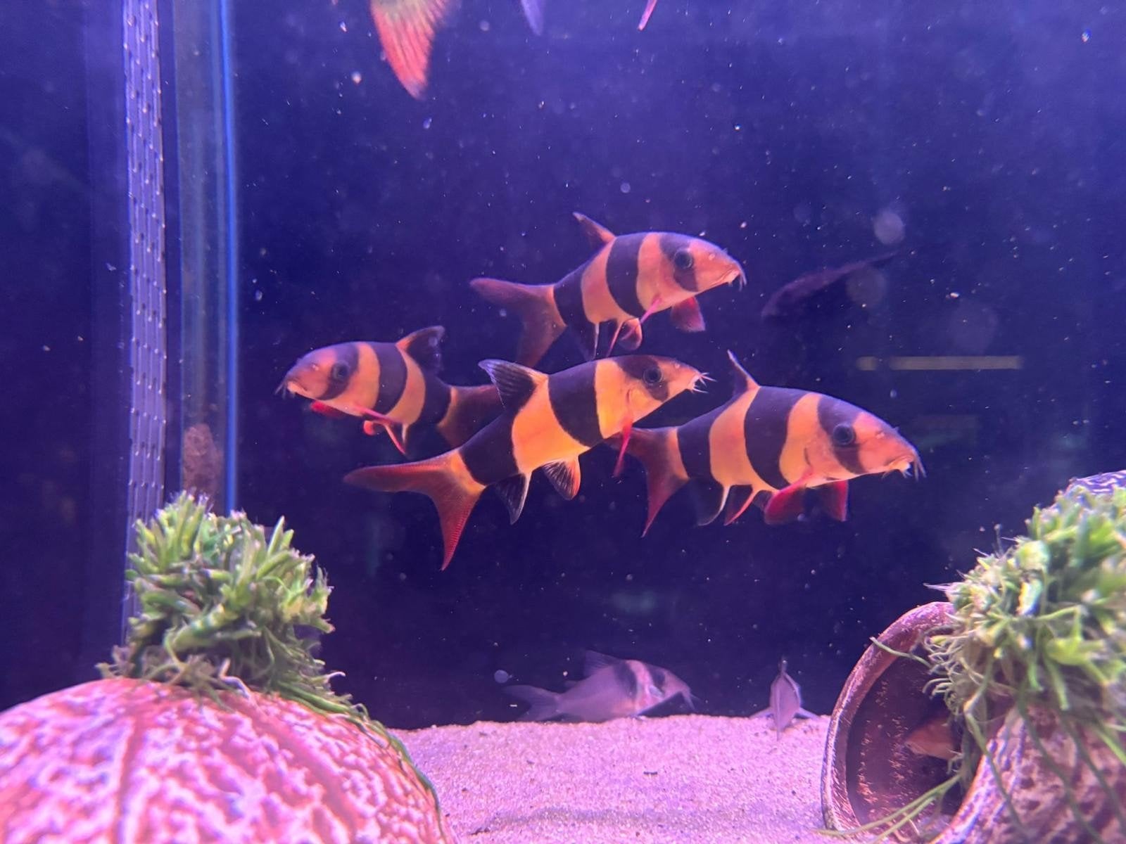 clown botia L, Vis, Zoetwatervis, Schoolvis