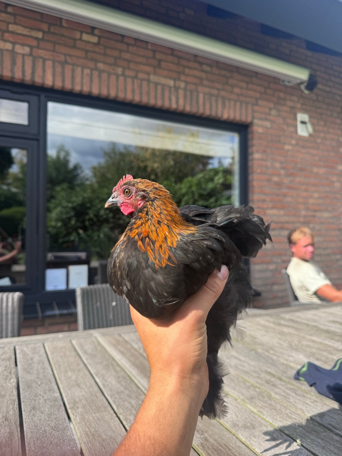Haantje chochin kriel, Dieren en Toebehoren, Pluimvee