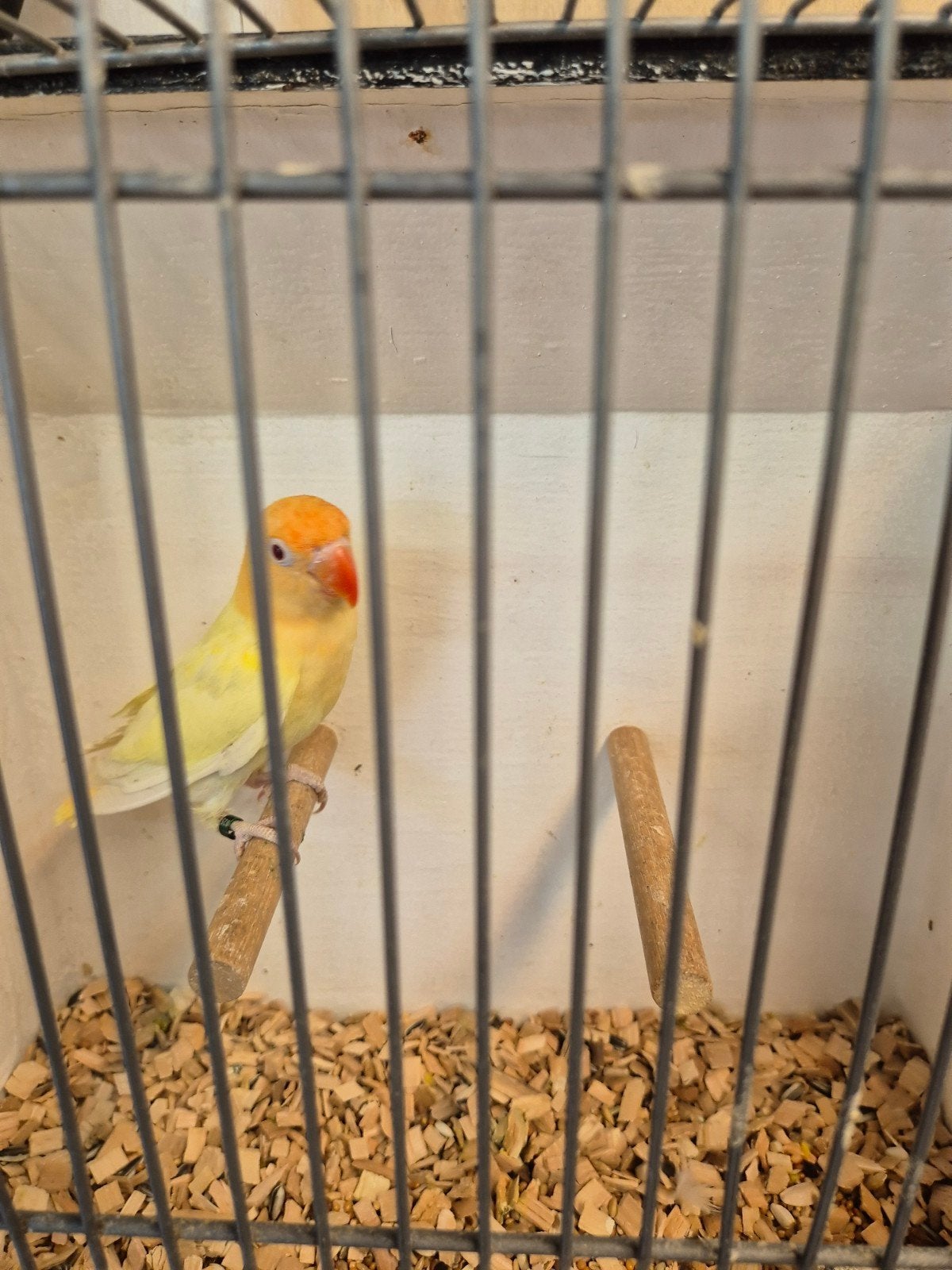 fischeri cremeino opaline, Dieren en Toebehoren, Vogels | Kanaries, Meerdere dieren, Kleurkanarie