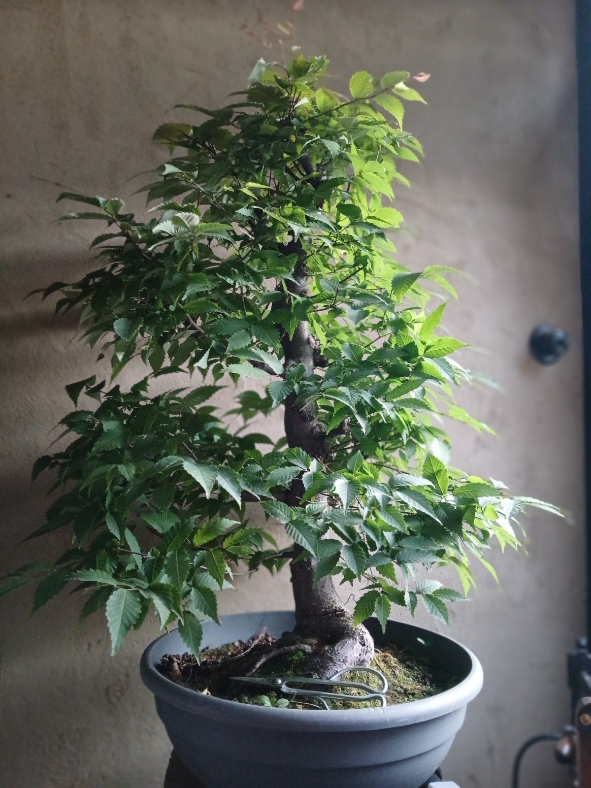 bonsai start materiaal. 40jaar oude zelkova. flinke plant!, Ophalen, Overige soorten, Struik, Minder dan 100 cm
