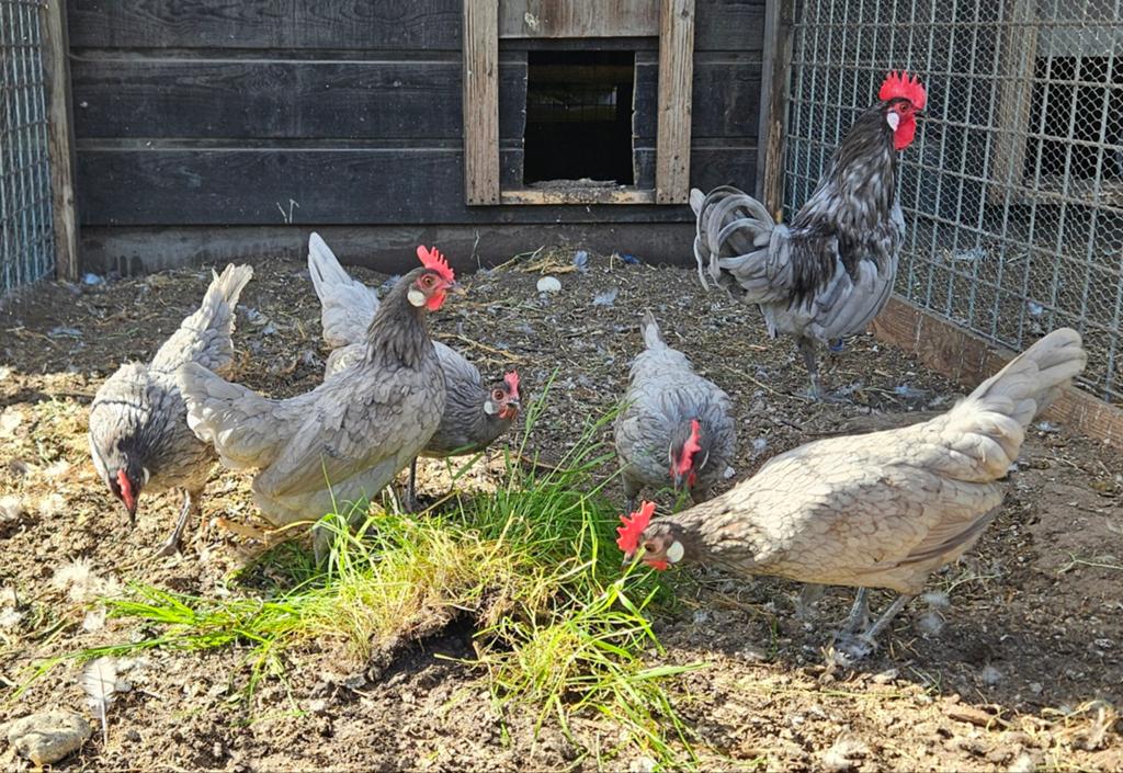 Prachtige blauwe friese kriel kippen., Dieren en Toebehoren, Meerdere dieren, Kip