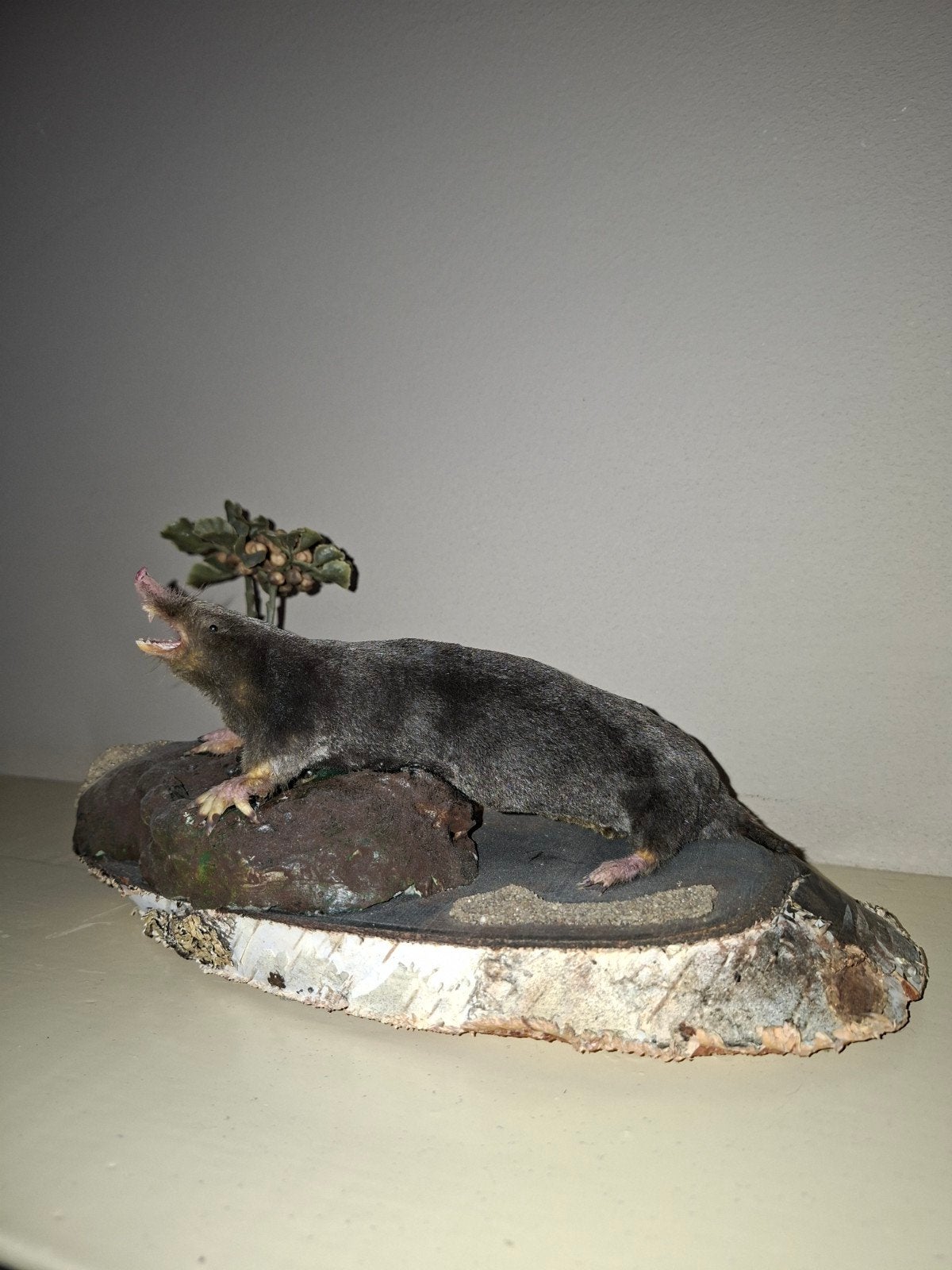 Opgezette mol taxidermie  op houten sokkel, Ophalen, Gebruikt, Overige soorten, Opgezet dier