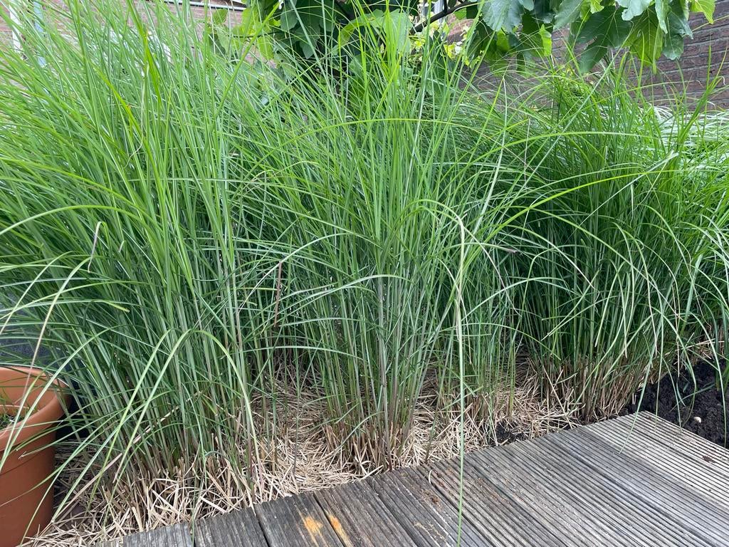 Miscanthus Malepartus - Siergras voor Tuin en Terras, Ophalen, Volle zon, Vaste plant, Siergrassen