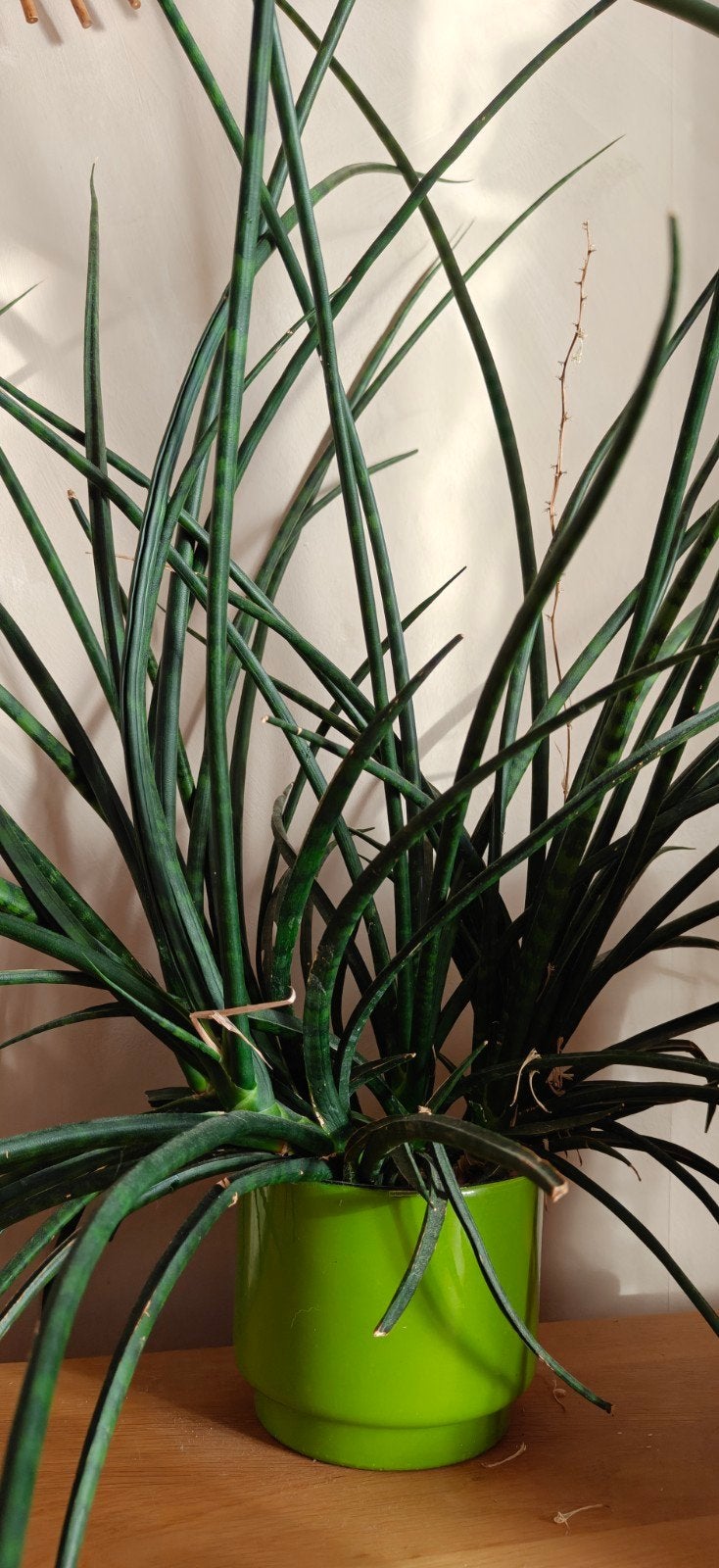 stekjes van Sansevieria Cylindrica (lang), Huis en Inrichting, Overige soorten, In pot, Minder dan 100 cm, Groene kamerplant
