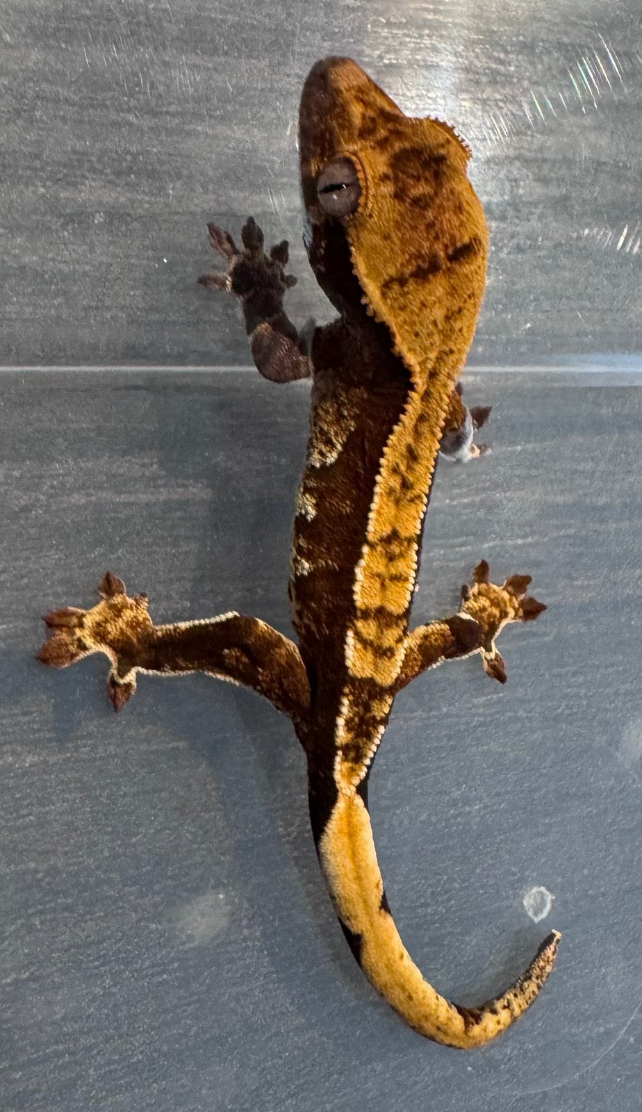 100% het Axanthic Dark Based Harlequin wimpergekko, Hagedis, Tam, 0 tot 2 jaar