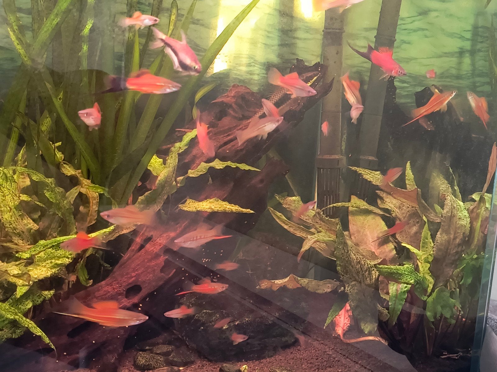 Zwaarddragers Xiphoporus helleri, Dieren en Toebehoren, Vis
