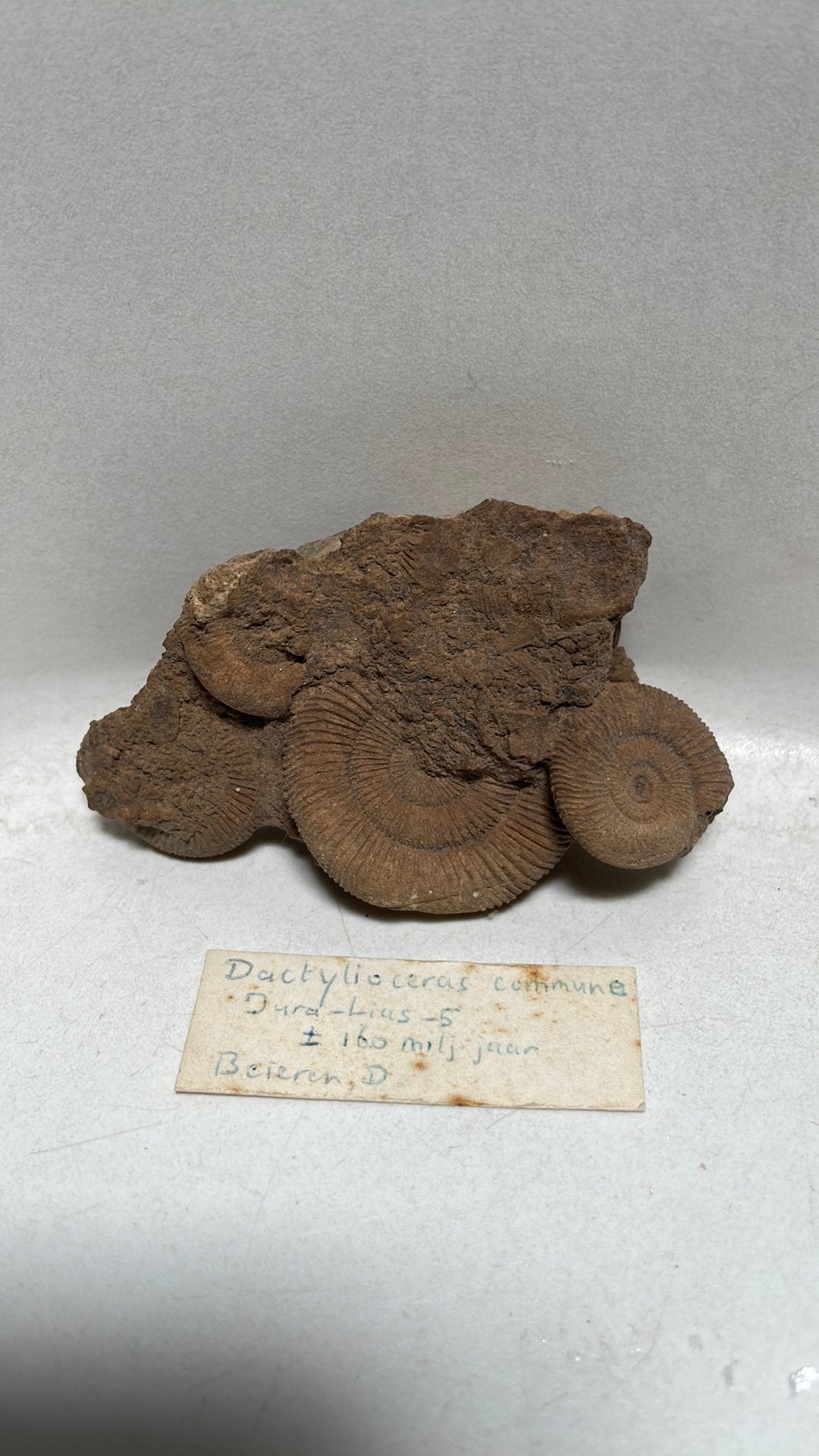 Dactylioceras commune fossiel - 160 miljoen jaar oud, Ophalen of Verzenden, Fossiel