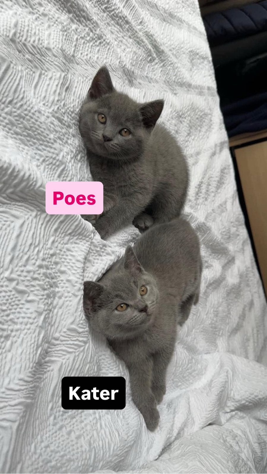 Britse Korthaar kittens beschikbaar, Meerdere dieren, Ontwormd, 0 tot 2 jaar
