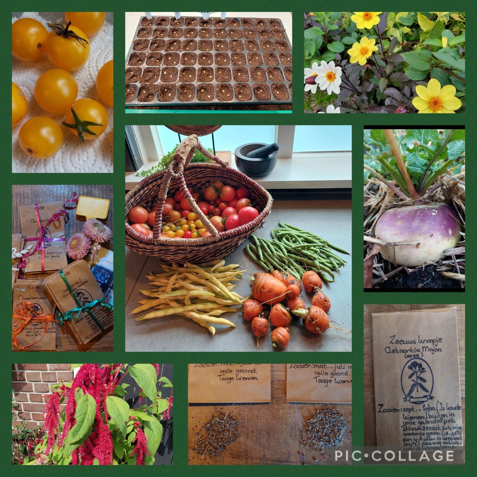 Biologische groentezaden, kruidenzaden & bloemzaden, Tuin en Terras, Ophalen of Verzenden, Volle zon