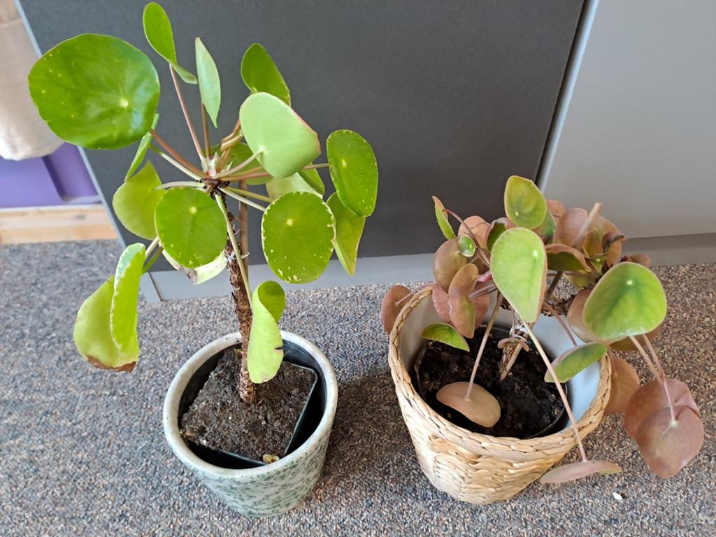 Pannekoek plant, In pot, Minder dan 100 cm, Groene kamerplant, Halfschaduw
