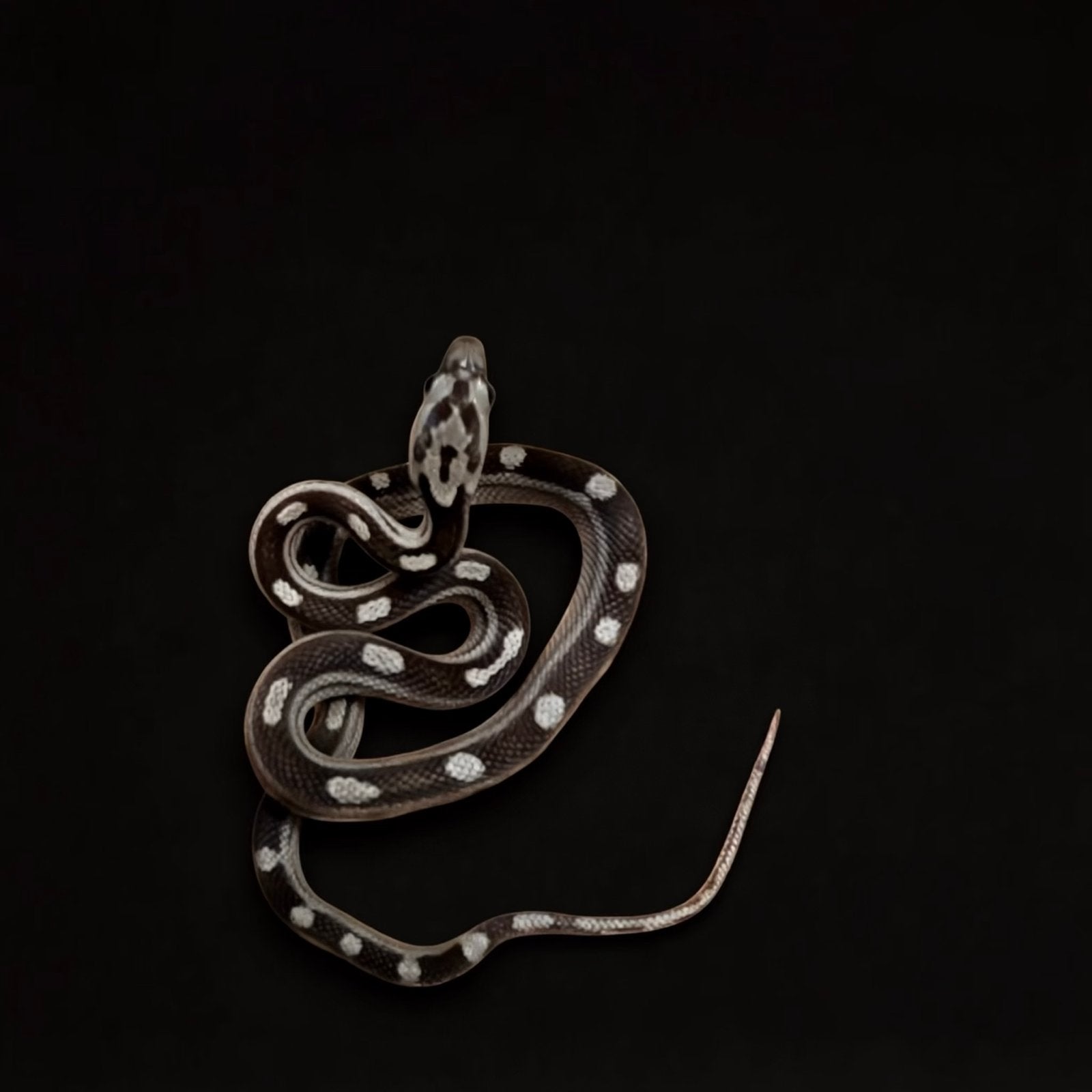 Verschillende varianten jonge rattenslangen Rat Snake photo 4