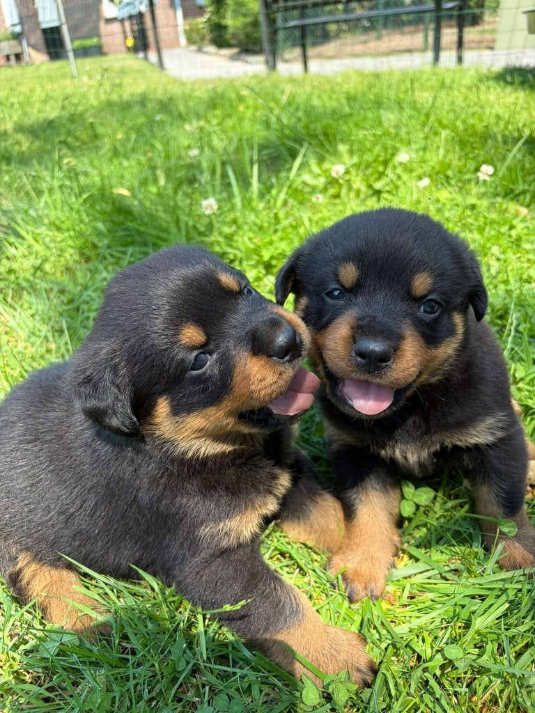 Prachtige Rottweiler Teefjes, Dieren en Toebehoren, 8 tot 15 weken, Teef, Parvo, Meerdere