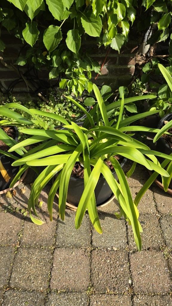 Agapanthus planten, Volle zon, Vaste plant, Zomer, Ophalen