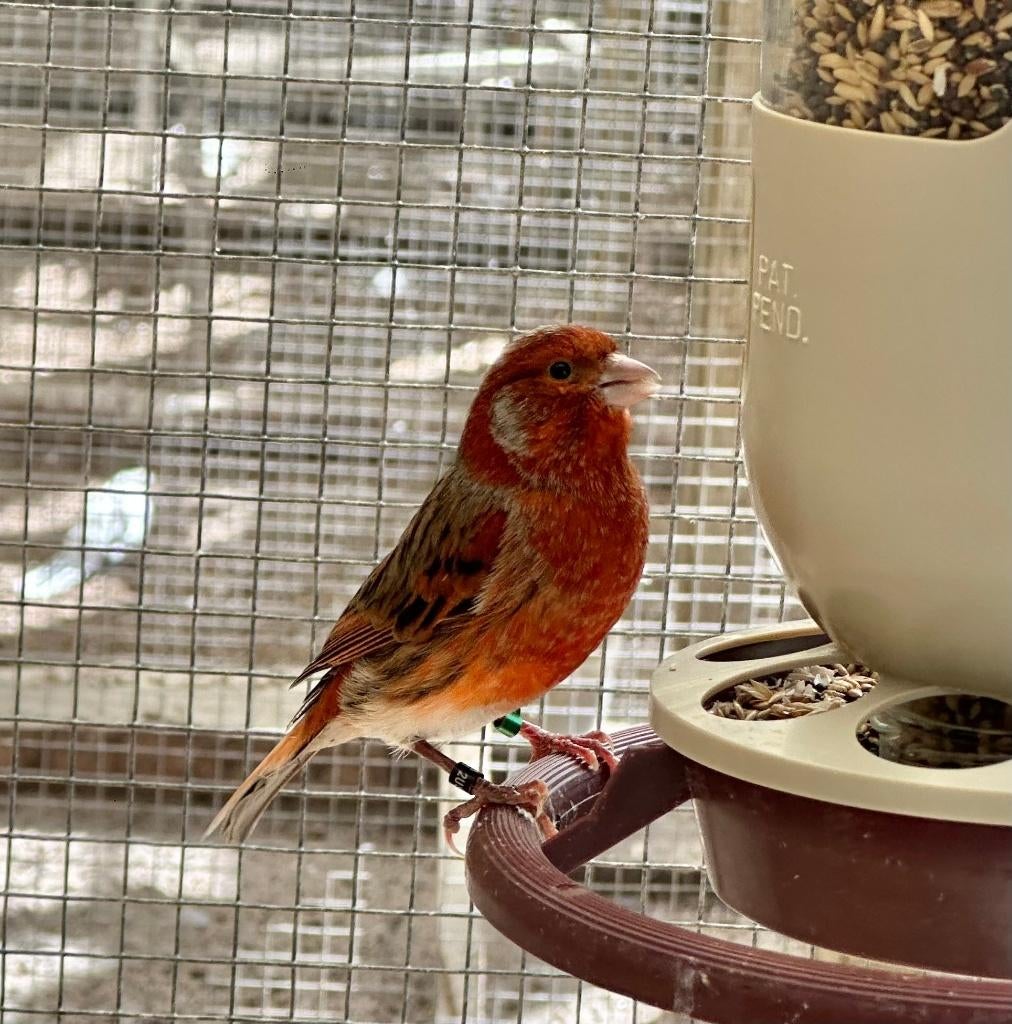 Harlekijn kanaries mannen, Mannelijk, Kleurkanarie