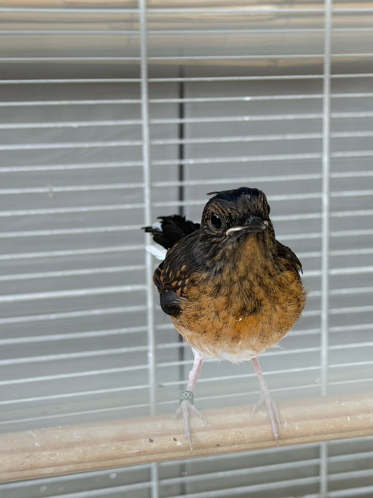 Schamalijster man begin mei 2026, Dieren en Toebehoren, Vogels | Overige Vogels, Mannelijk