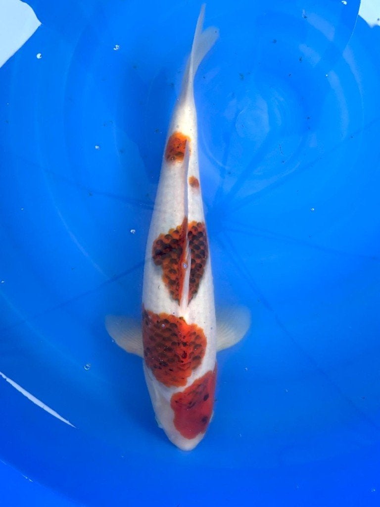 HQ Nisai van Izumiya | Koikarpers  | Nisai vissen, Dieren en Toebehoren, Karper of Koi