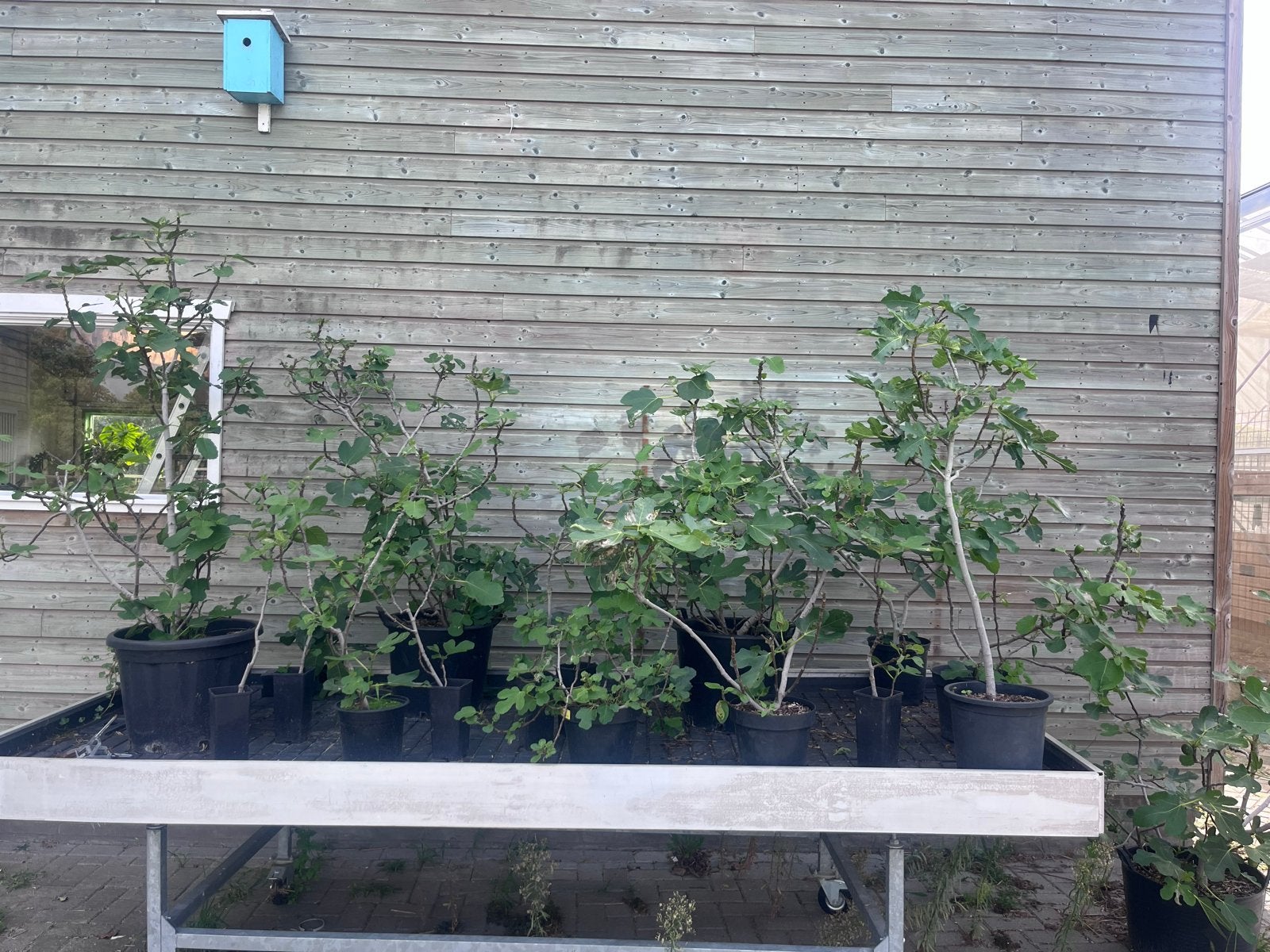 Winterharde vijgenplanten 'Brown Turkey', Tuin en Terras, Ophalen of Verzenden, Vaste plant, Fruitplanten