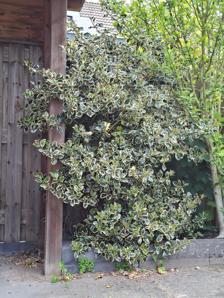 Ik denk een hulst, Ophalen, Overige soorten, Halfschaduw