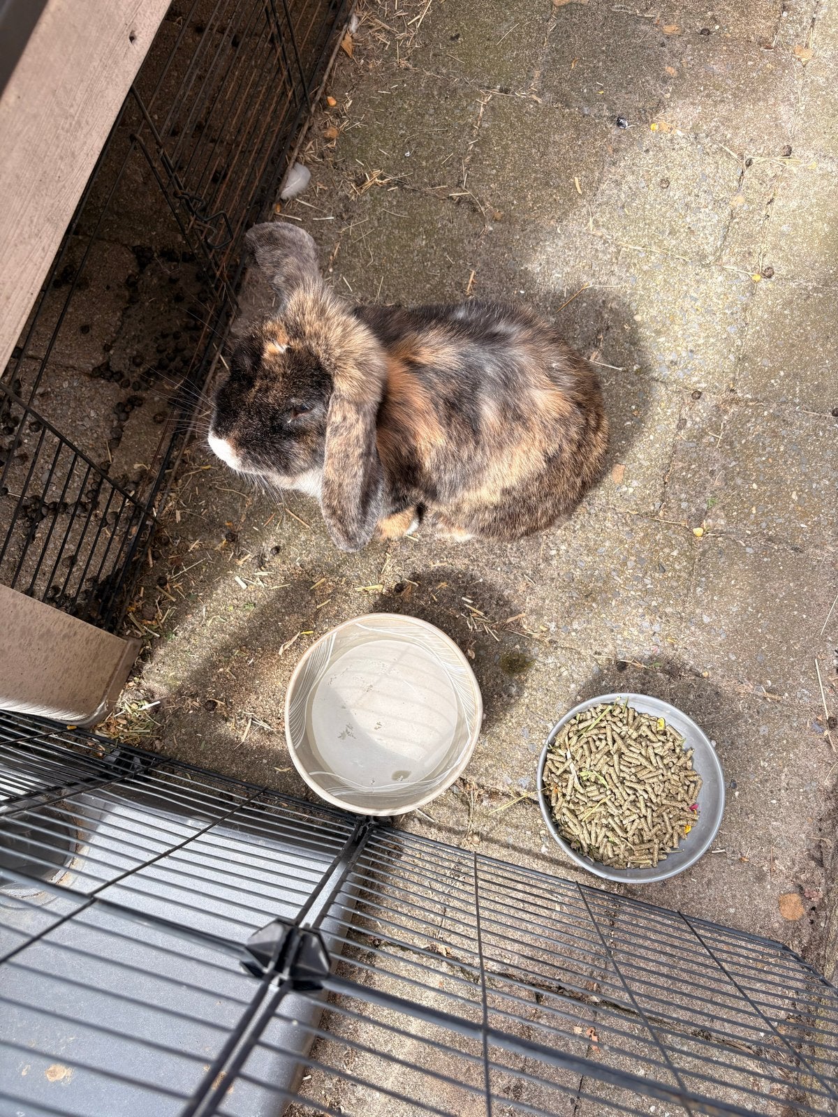 Konijn zoekt nieuw huisje, Dieren en Toebehoren, Konijnen, Vrouwelijk, Middelgroot, 3 tot 5 jaar