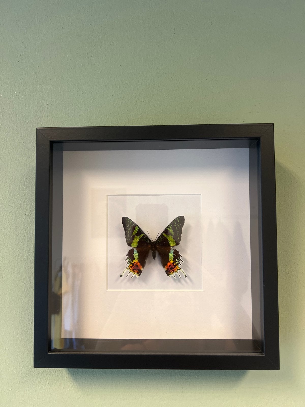 Ingelijste vlinder - Prachtige decoratie, Ophalen of Verzenden, Zo goed als nieuw, Insect, Opgezet dier