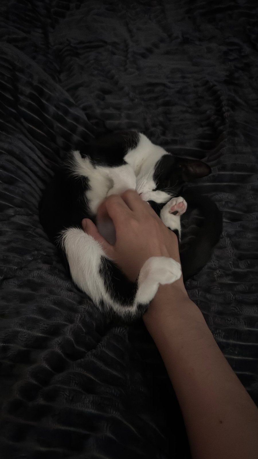 Lieve kitten, Dieren en Toebehoren, Poes