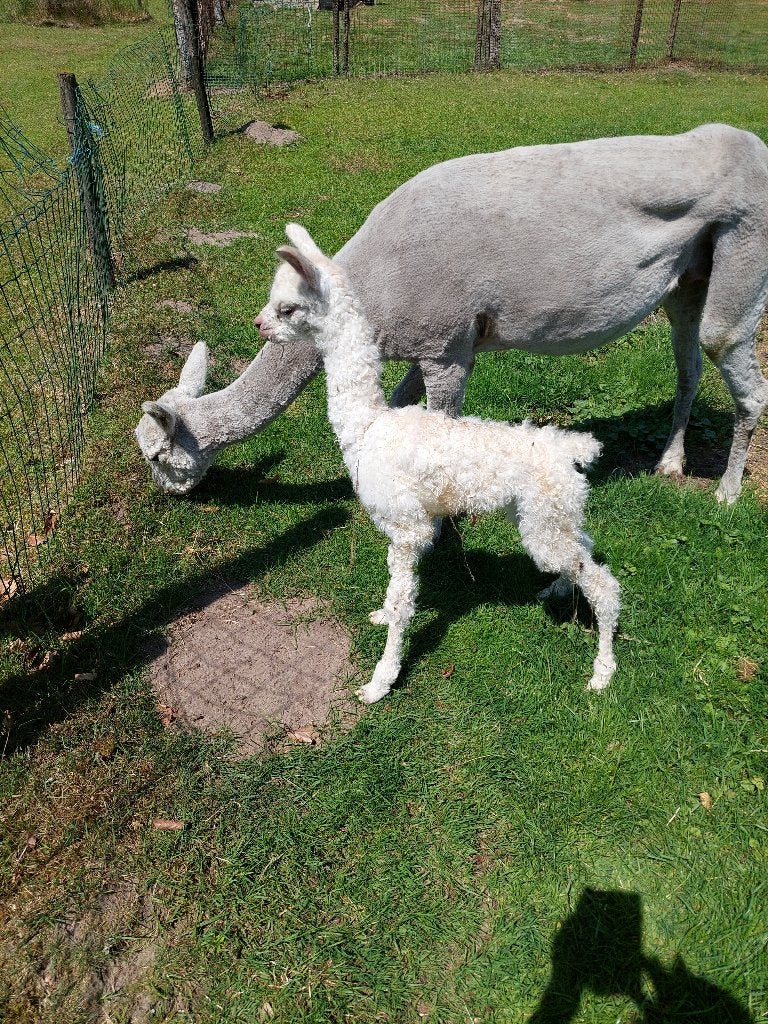 Alpaca, Dieren en Toebehoren, April, Mannelijk