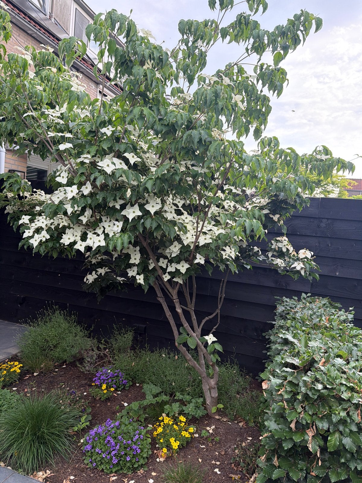Bloeiende Kornoelje boom - Prachtige witte bloemen, Overige soorten, Lente, 250 tot 400 cm, Ophalen