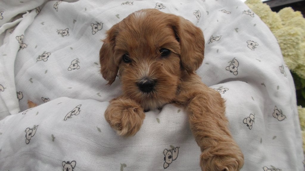 australian labradoodle pups, Parvo, Overige rassen, 8 tot 15 weken, Meerdere