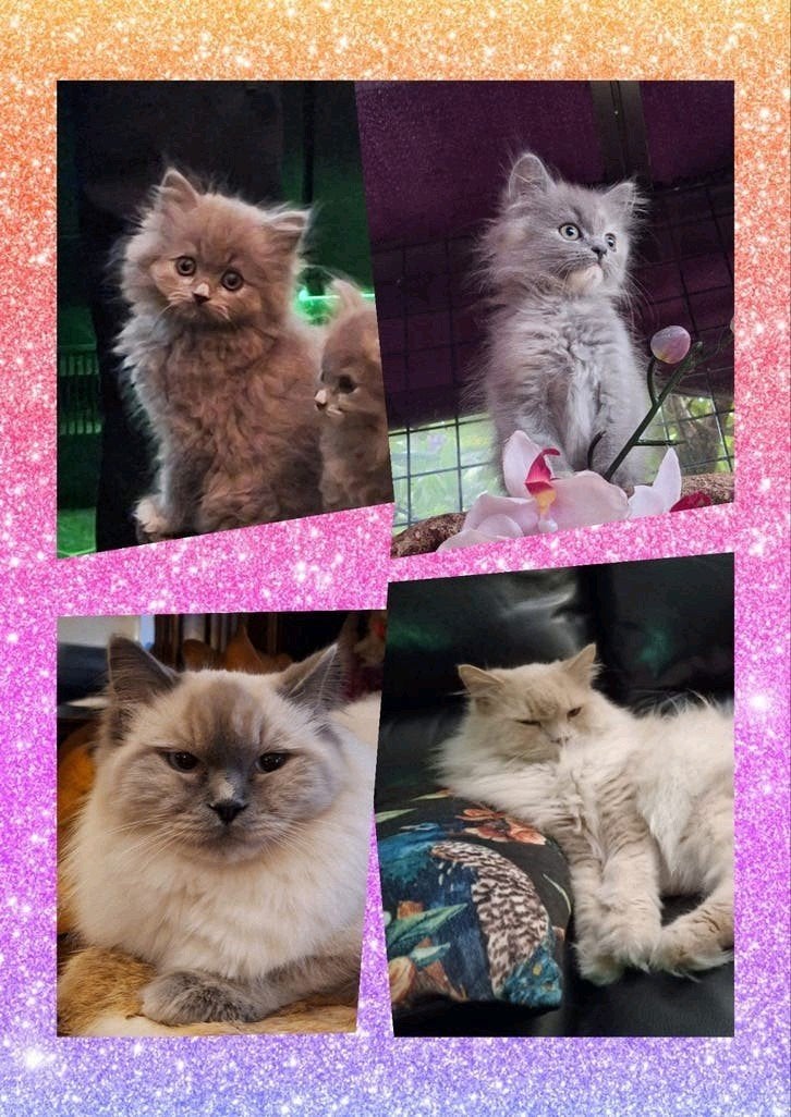 Poes grijs kittens Noorse Boskat x Ragdoll/ Brit, Poes, Ontwormd, 0 tot 2 jaar