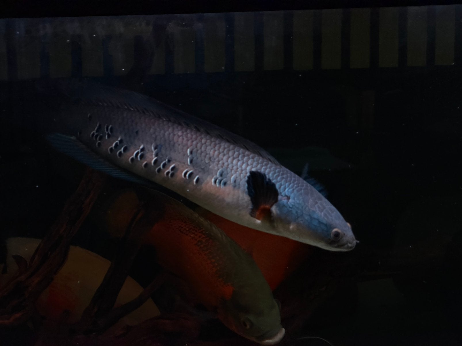 Channa snakehead slangenkop vis, Vis