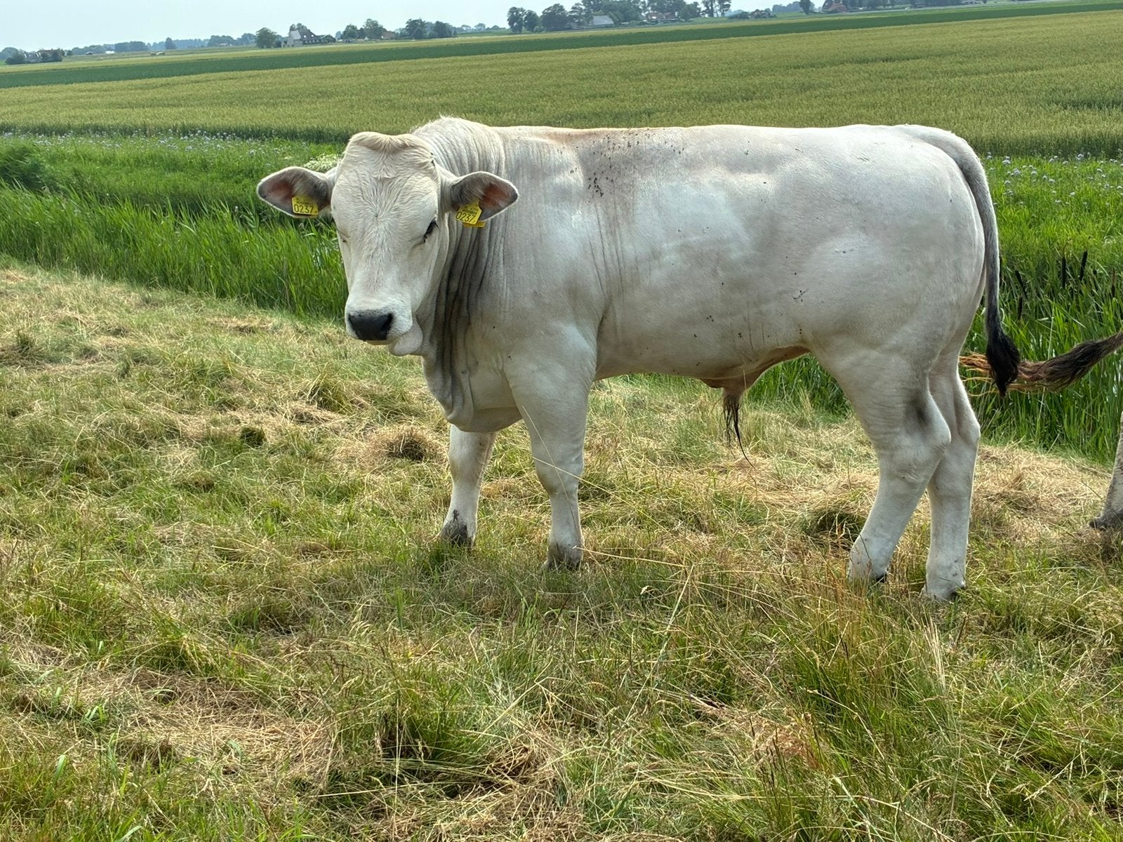 2 luxe marchigiana stieren, Meerdere dieren