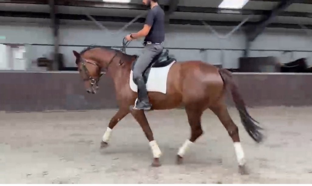 Dressuurpaard merrie, Dieren en Toebehoren, Paarden, Merrie, Met stamboom, Dressuurpaard, Zadelmak