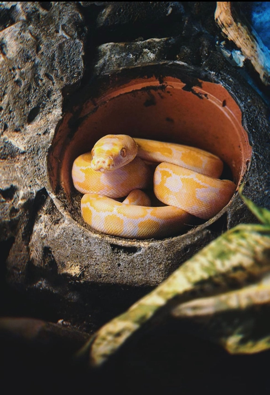Super dwarf retic albino Reticulated Python - male for sale from Tim