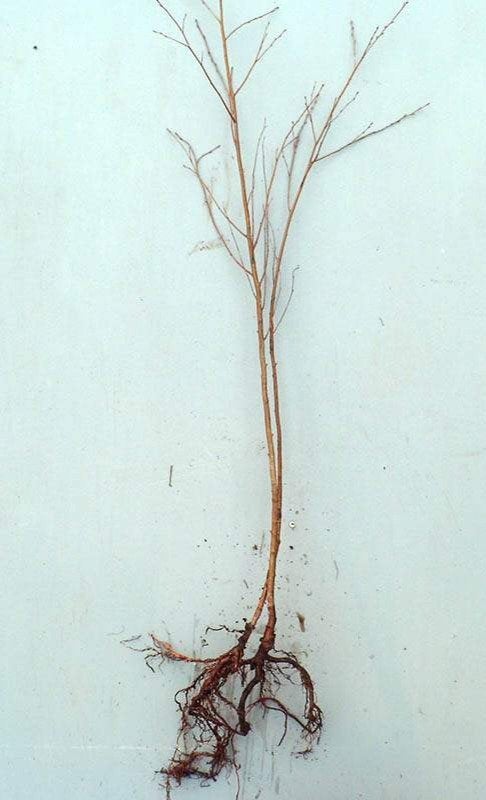 Ruwe Berk ( Betula Pendula) en Zachte berk (Betula Pubescens, Tuin en Terras, Ophalen, Bloeit niet, Halfschaduw, Overige soorten