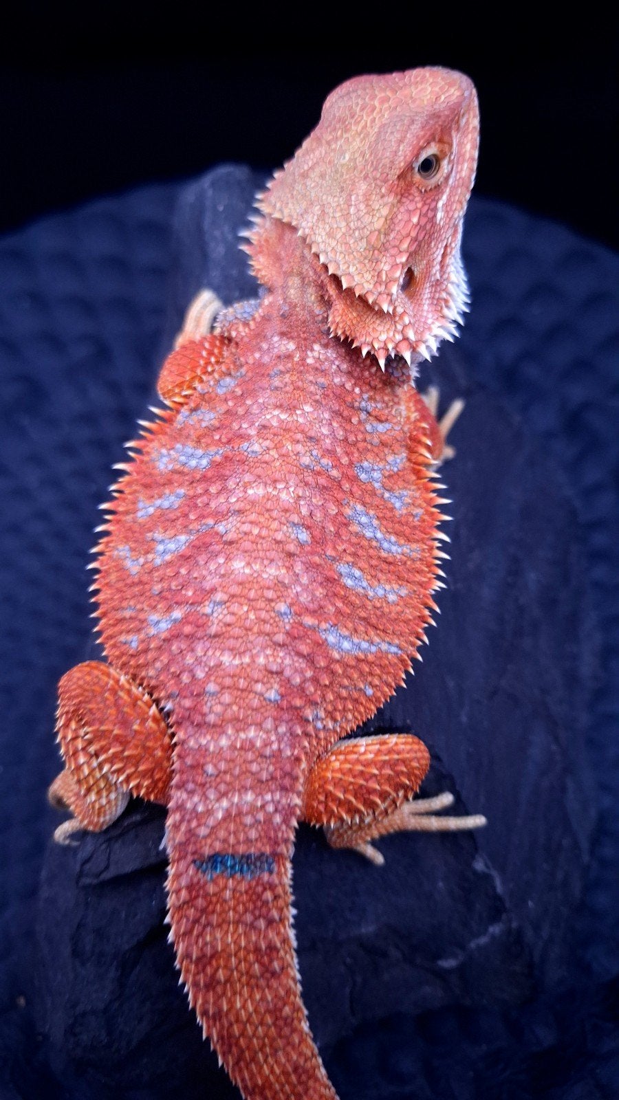 Red Hypo G-Stripe Blue Tiger Baardagaam Man Bearded Dragon photo 5