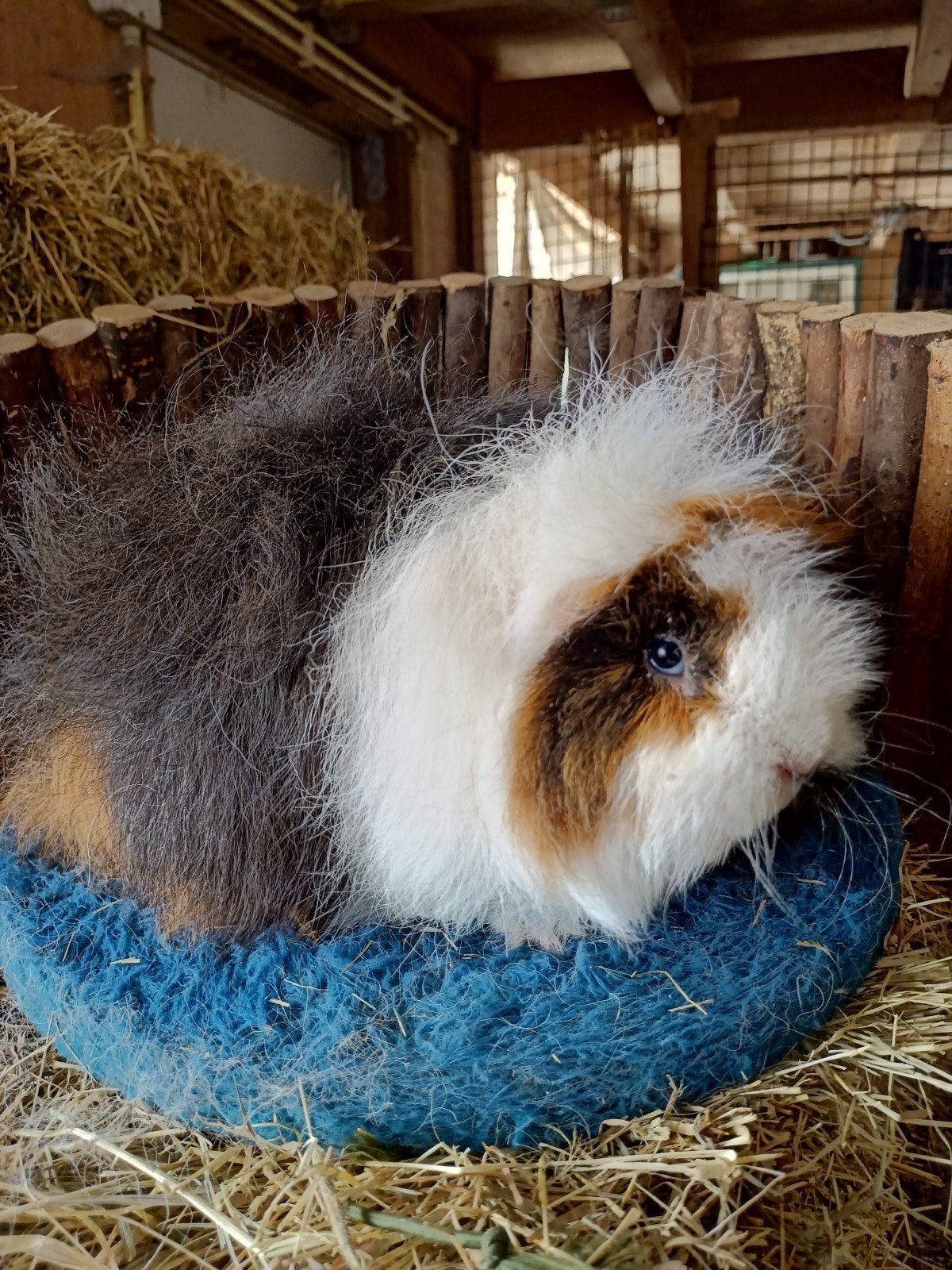 Ch teddy zeugjes zoeken een fijn huisje, Dieren en Toebehoren, Februari, Vrouwelijk, Cavia