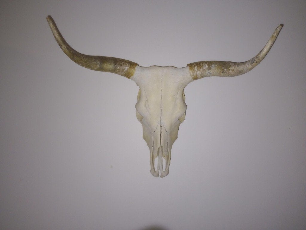 schedel, Verzamelen, Dierenverzamelingen, Ophalen of Verzenden, Zo goed als nieuw, Wild dier, Schedel