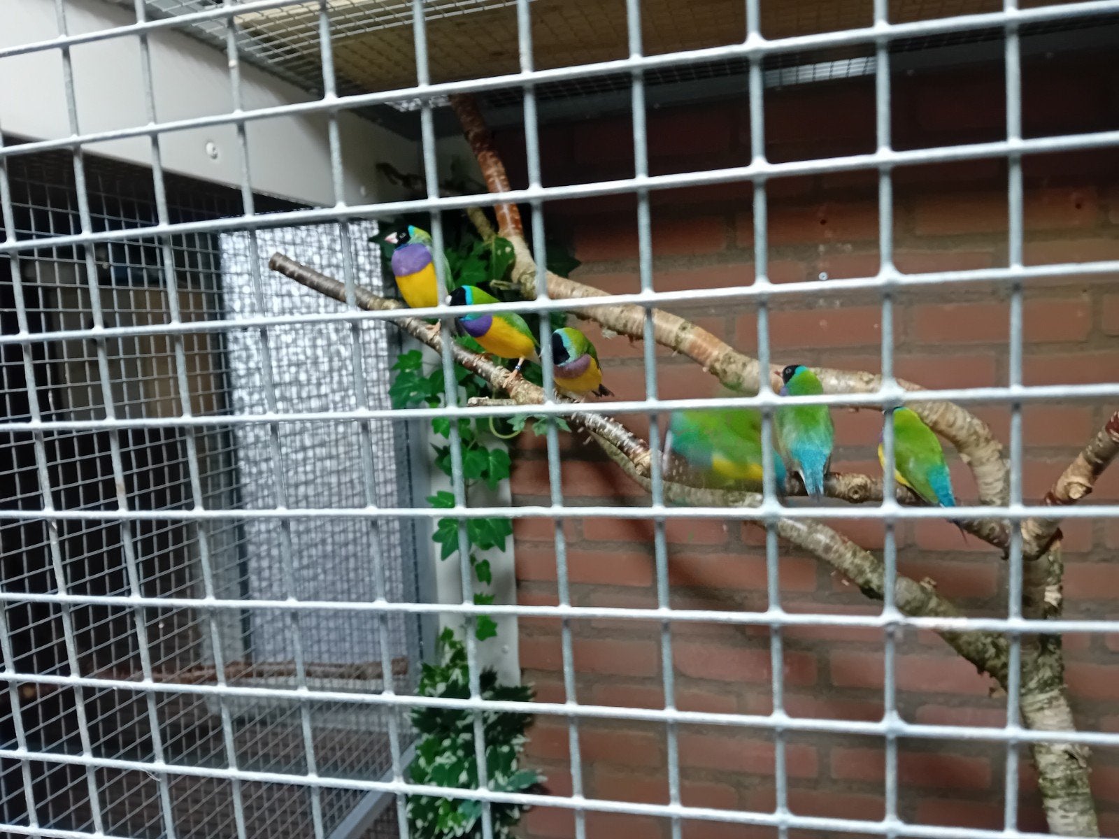gouldamadine koppels, Meerdere dieren, Parkiet