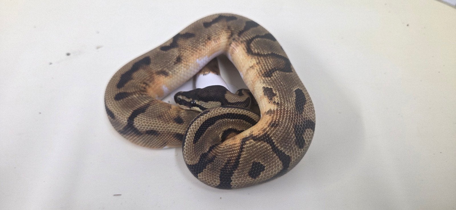 enchi pied het ultramel ball python, Slang, 0 tot 2 jaar