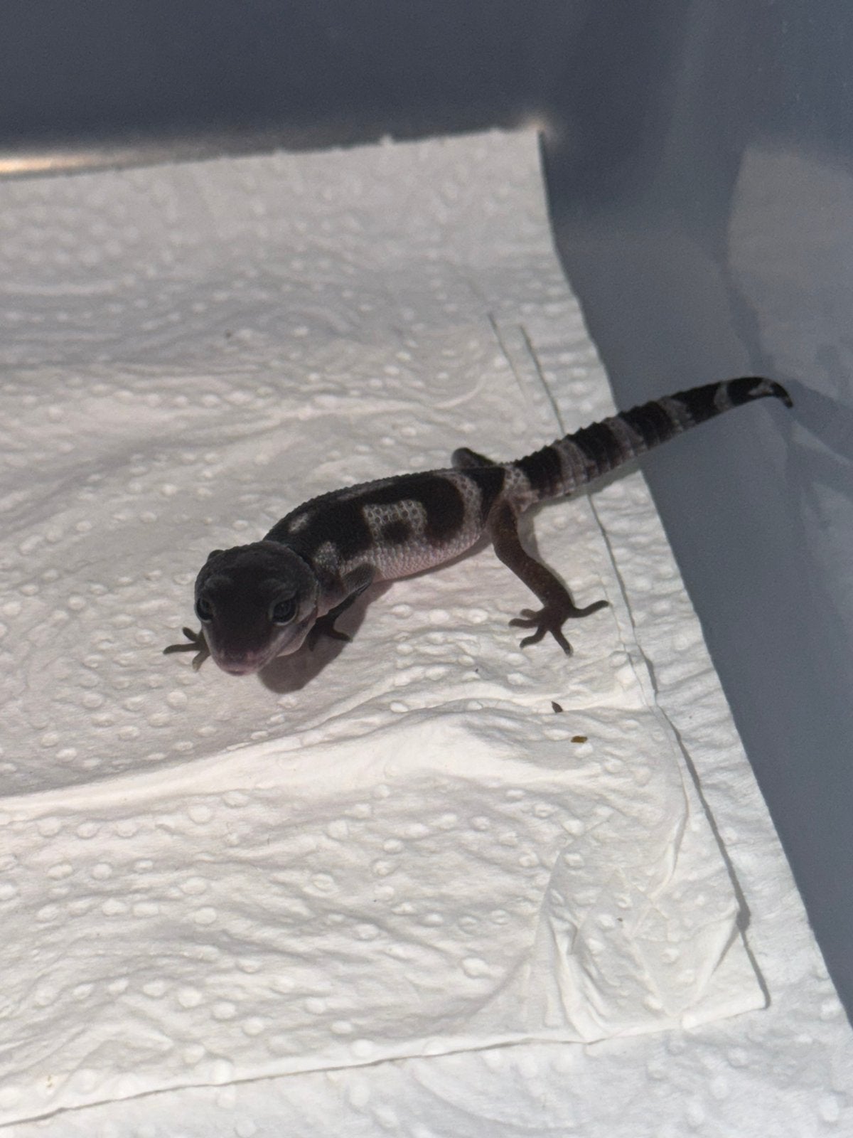 Black night x tangerine luipaardgekko vrouw, Hagedis, 0 tot 2 jaar