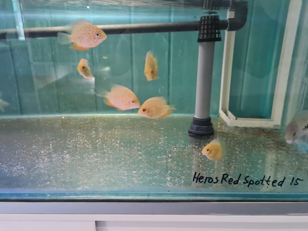 Heros Red Spotted Cichliden, Vis, Zoetwatervis