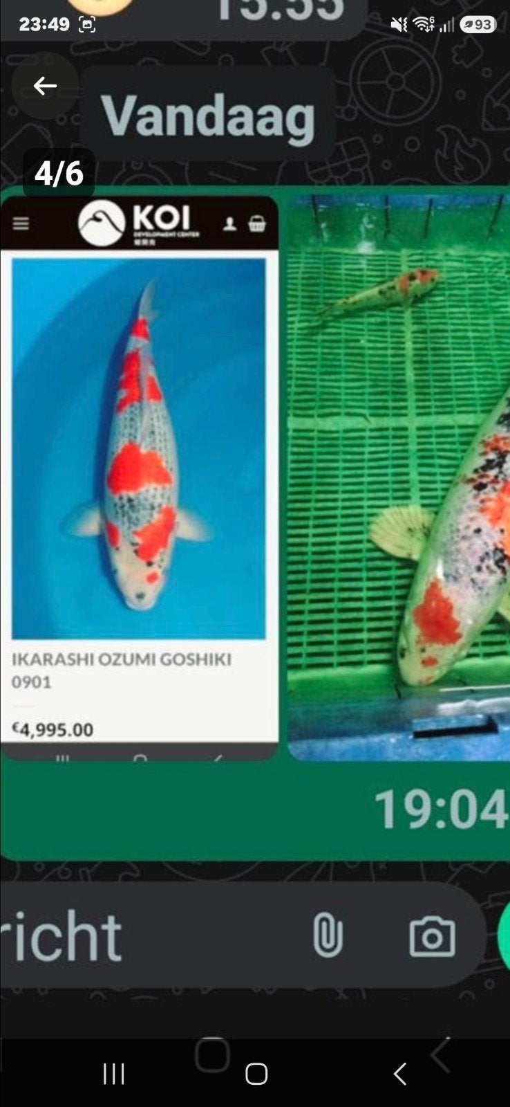 Jumbo koi, Karper of Koi