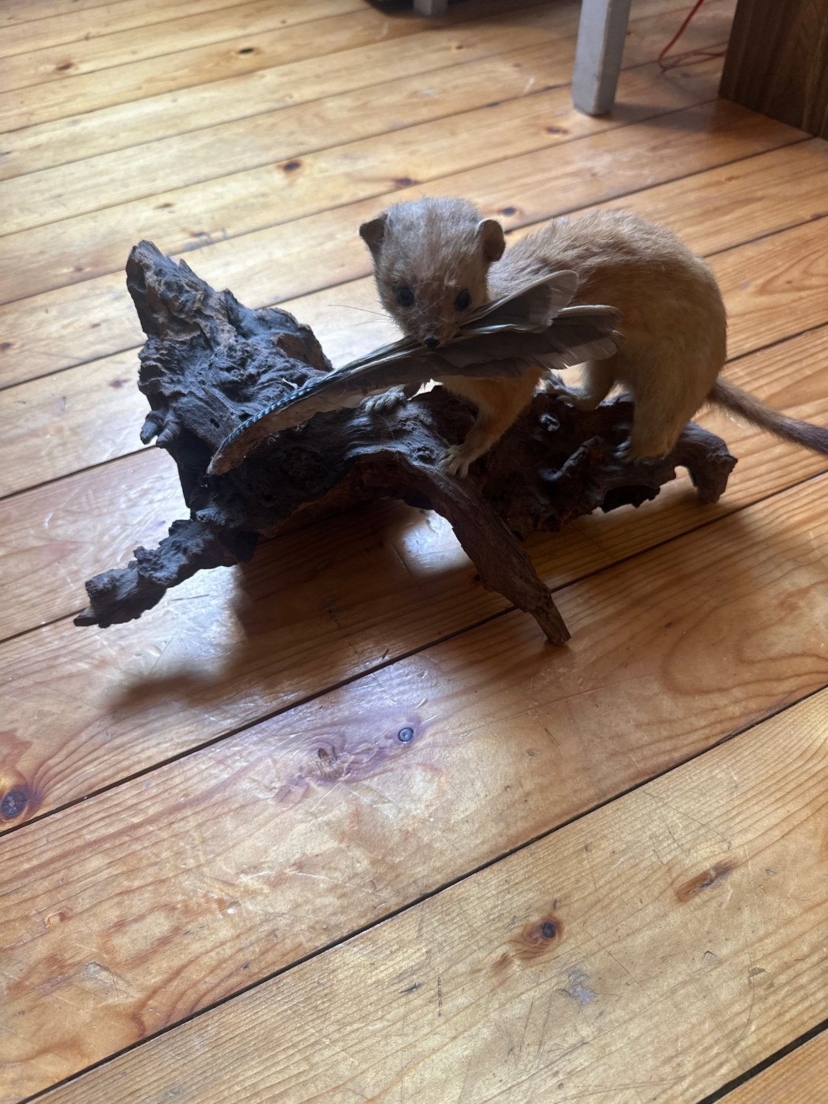 Opgezette hermelijn op hout - Uniek decoratiestuk, Verzamelen, Ophalen of Verzenden, Gebruikt