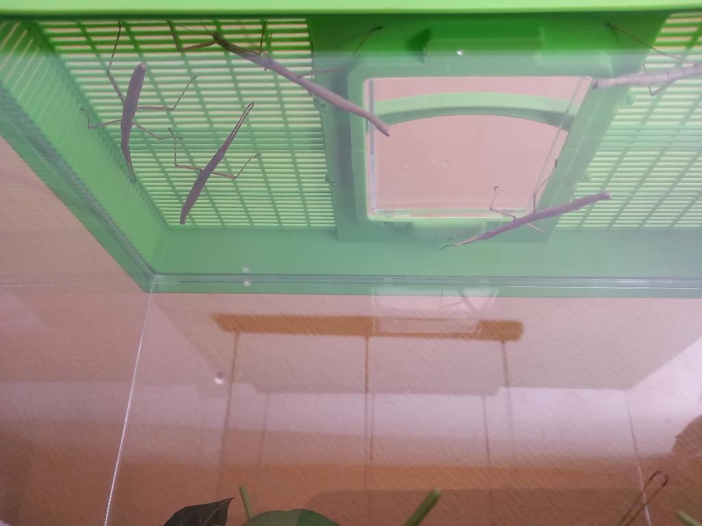 Wandelende takken, Dieren en Toebehoren, Insecten en Spinnen, Wandelende tak