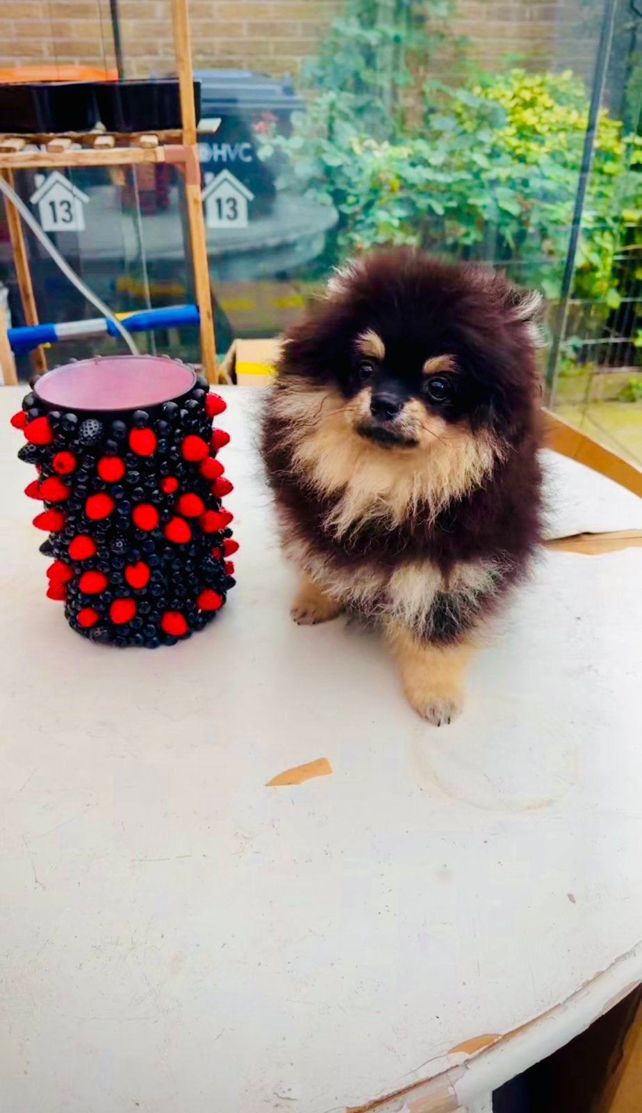 Pomeriaan pups, Particulier, Keeshond, 15 weken tot 1 jaar, Reu