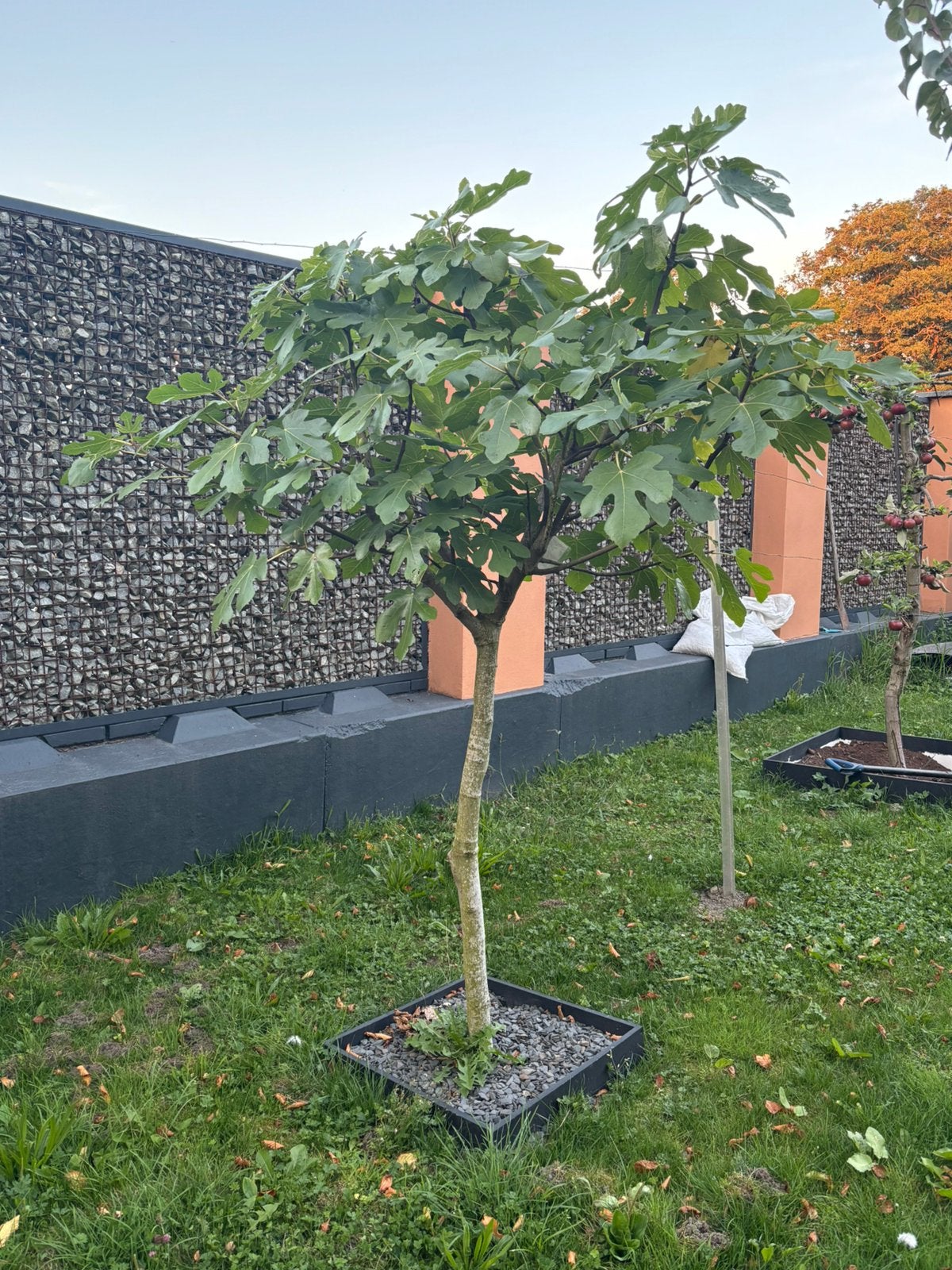 Vijgenbomen diverse soorten en maten, Ophalen, Volle zon, Overige soorten