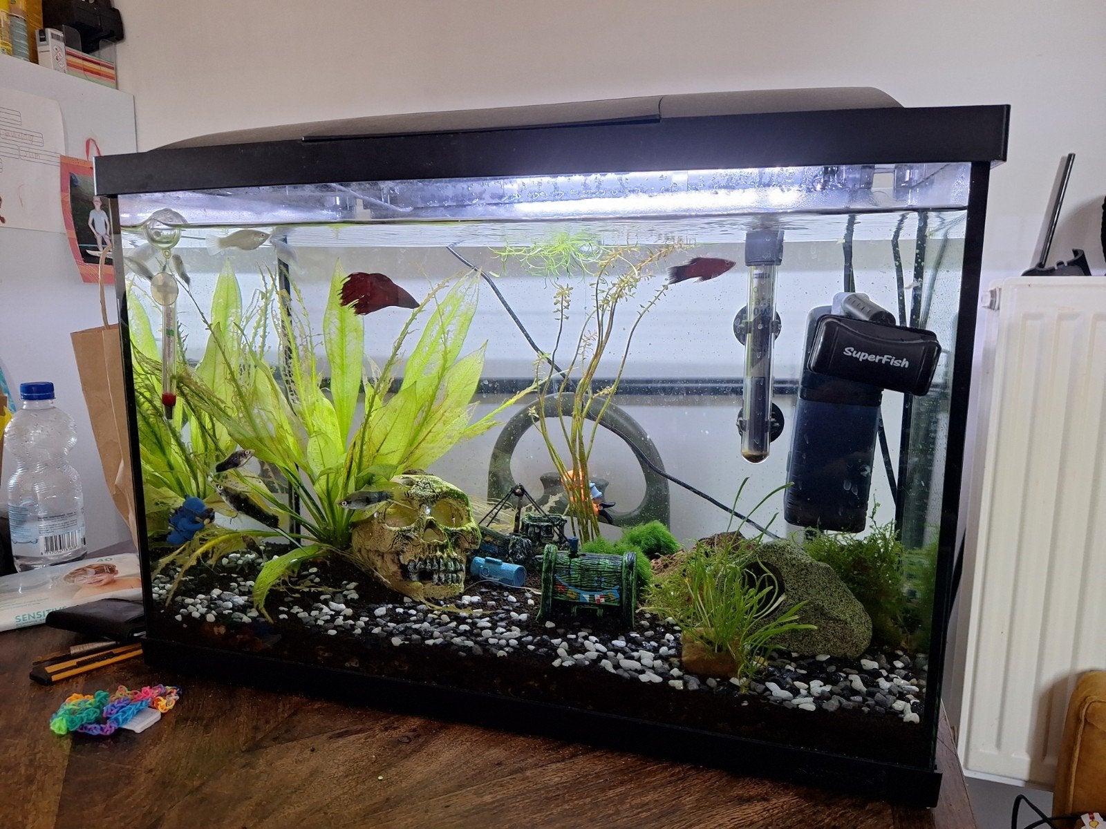 aquarium 100L, Ophalen, Zo goed als nieuw, Gevuld zoetwateraquarium